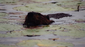 Beavr2.jpg (11985 bytes)