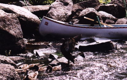 Duckfl2.jpg (38660 bytes)