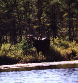 Moose2.jpg (21839 bytes)
